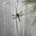 Dragonfly on the boardwalk
